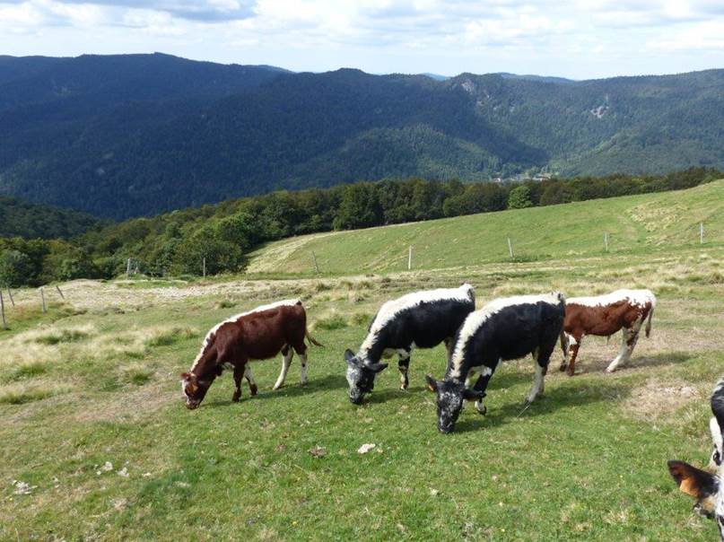 Ein Bild, das Gras, Berg, drauen, Kuh enthlt.

Automatisch generierte Beschreibung