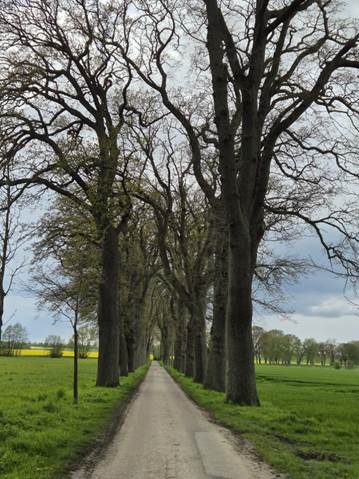 Ein Bild, das drauen, Gras, Himmel, Landschaft enthlt.

Automatisch generierte Beschreibung